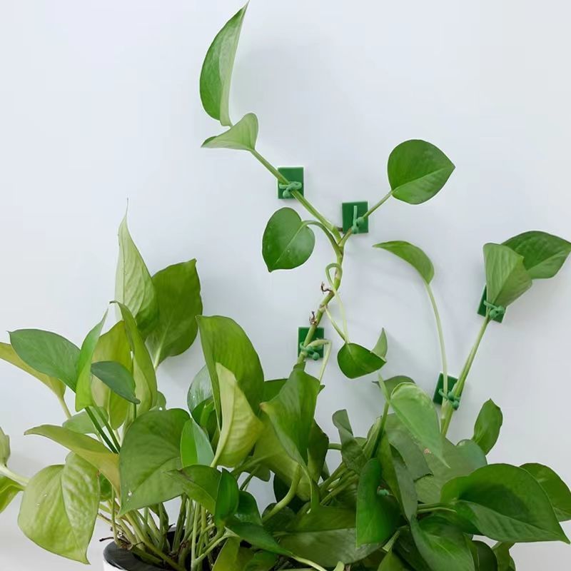 Self‑Adhesive Plant Climbing W - огляд і ціна Wall Anchor Plastic